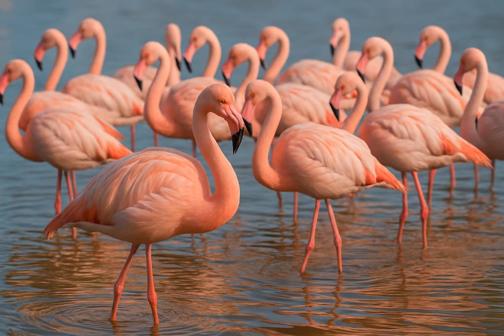 Dlaczego flamingi są różowe? Prawdziwe źródło niezwykłego koloru